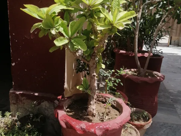 Plants for home
